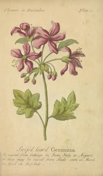 Gestreiftblättrige Geranie von J. Duke