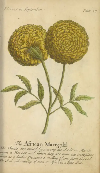 Den afrikanska ringblomman av J. Duke