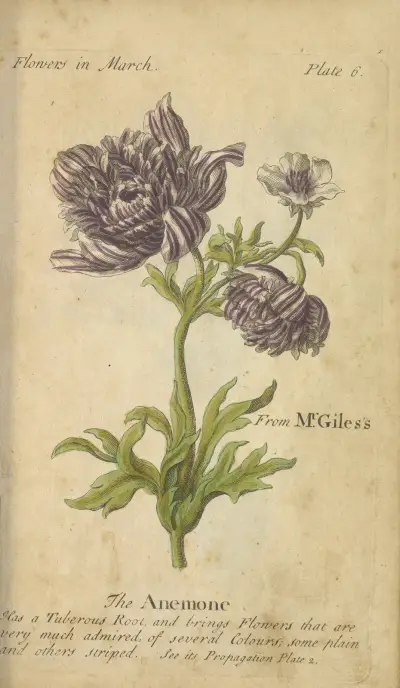 Anemonen av J. Duke
