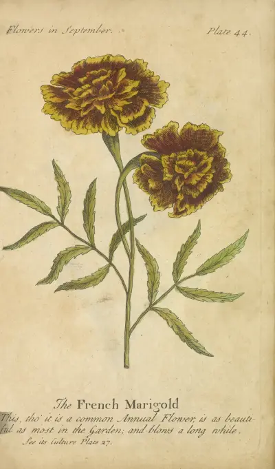 Die französische Ringelblume von J. Duke