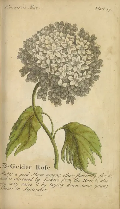 The Gelder Rose av J. Duke