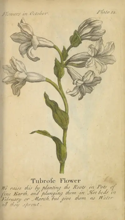 Tubrose Flower av J. Duke