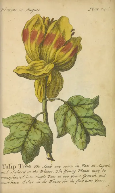 Tulpenbaum von J. Duke