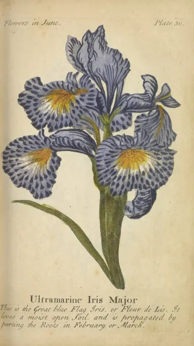 Ultramarin Iris Major av J. Duke
