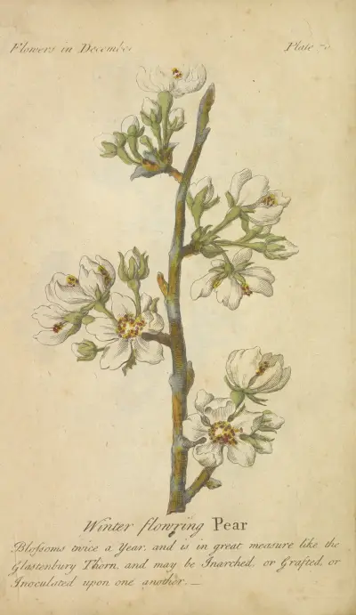 Vinterblommande päron av J. Duke