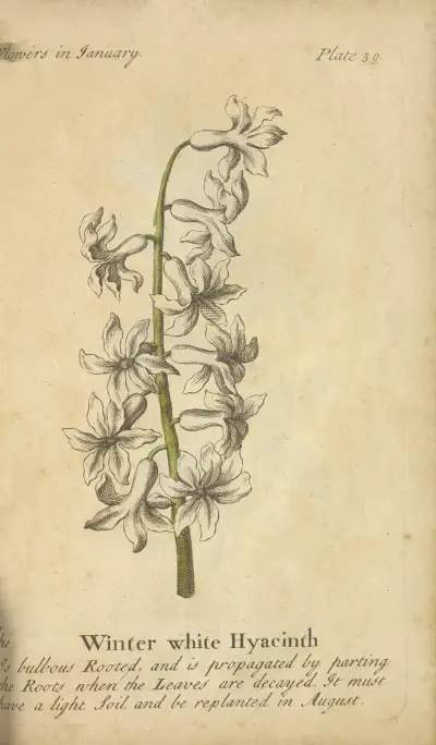 Winter white Hyacinth av J. Duke