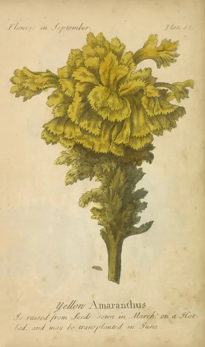 Gelber Amaranth von J. Duke