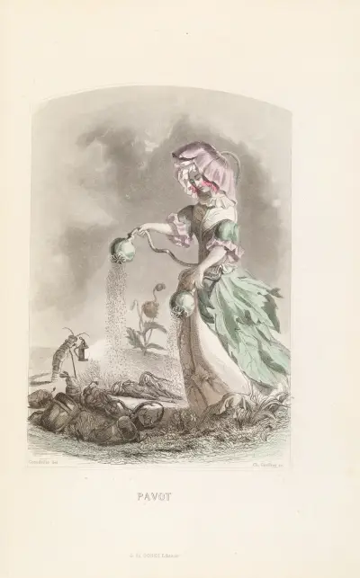 Pavot av J. J. Grandville