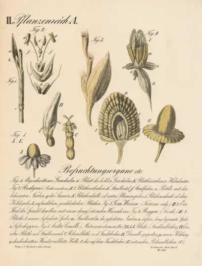 Befruchtungsorgane etc. av H.J. Ruprecht