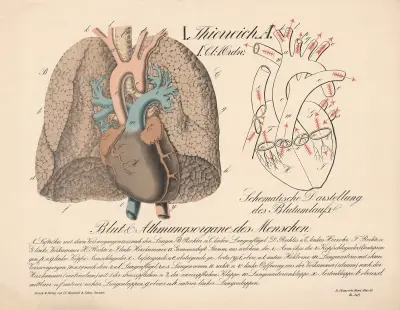 Blut und Atmungsorgane des Menschen. Schematische Darstellung des Blutumlaufs av H.J. Ruprecht