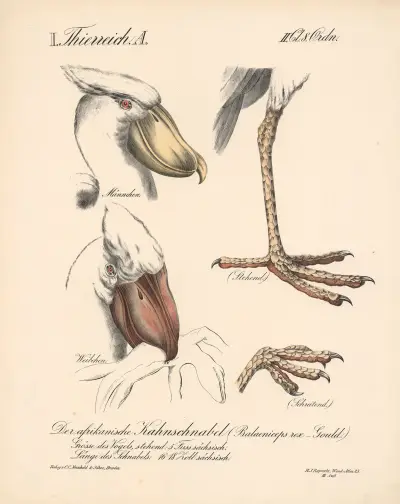 Der afrikanische Kahnschnabel (Balaeniceps rex – Gould.) av H.J. Ruprecht