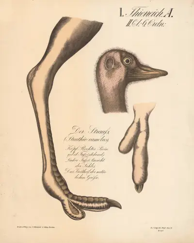 Der Strauss. (Struthio camelus) av H.J. Ruprecht
