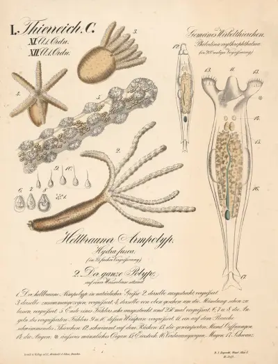 Obecný vířník. Philodina crythrophtalma., Světlehnědý sladkovodní polyp. Hydra fusca., Celý polyp na okřehku, H.J. Ruprecht