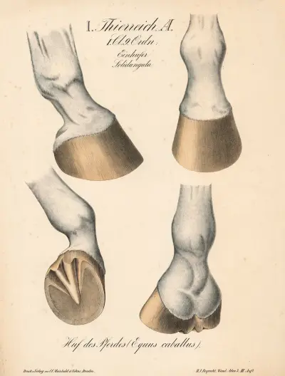 Konské kopyto (Equus caballus), H.J. Ruprecht