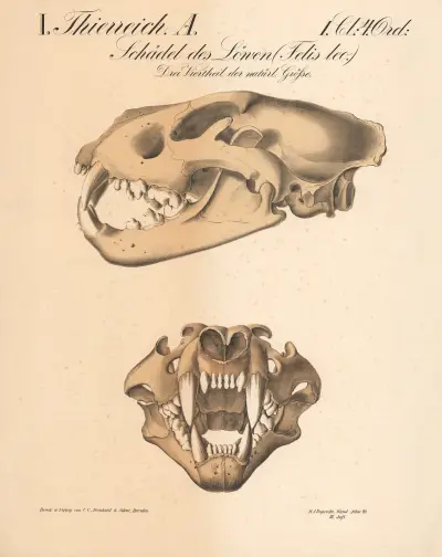 Schädel des Löwen (Felis leo.) av H.J. Ruprecht
