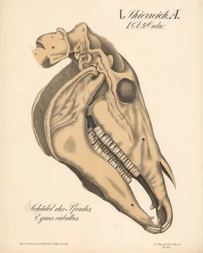 Schädel des Pferdes. Equus caballus av H.J. Ruprecht