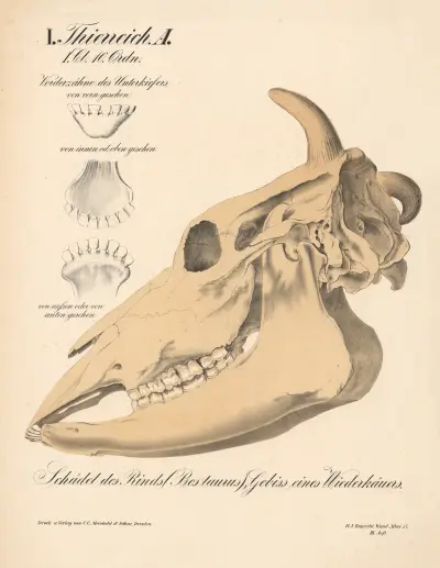 Schädel des Rinds (Bostaurus), Gebiss eines Wiederkäuers av H.J. Ruprecht