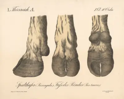 Spalthufer (Bisungula.) Fuss des Rindes (Bos taurus.) av H.J. Ruprecht