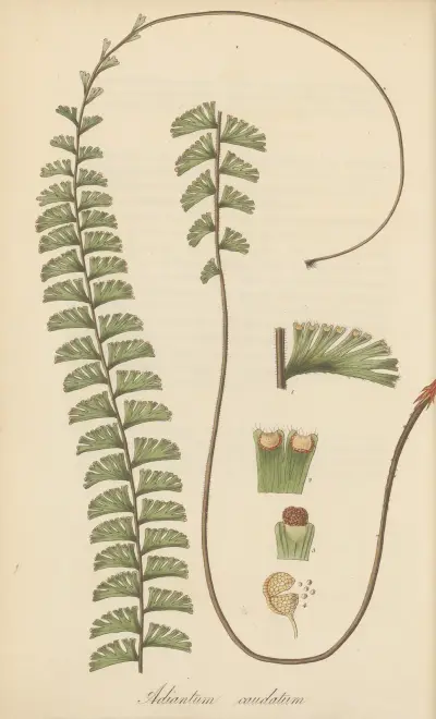 Adiantum caudatum, William Jackson Hooker