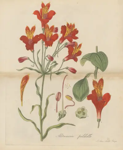 Alstroemeria pulchella, William Jackson Hooker