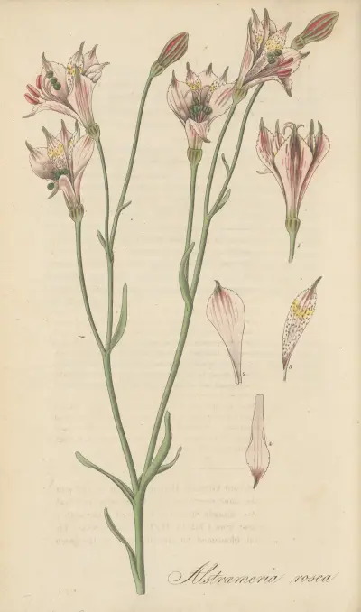Alstroemeria rosea av William Jackson Hooker