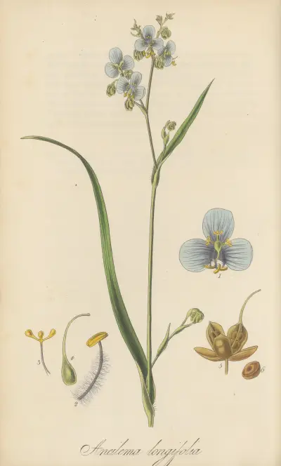 Aneilema longifolia, William Jackson Hooker