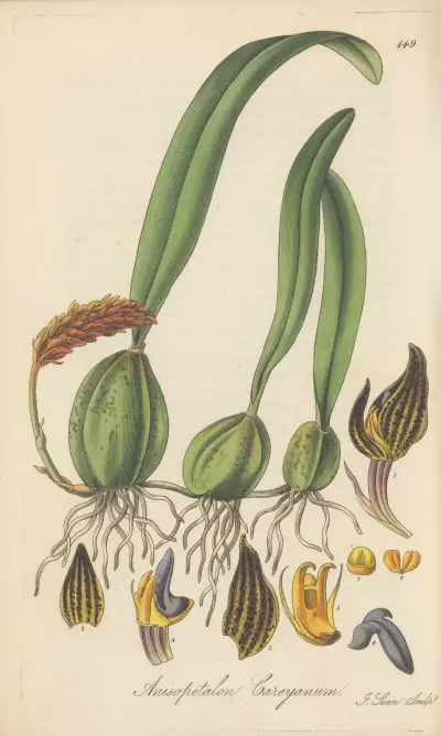 Anisopetalum careyanum von William Jackson Hooker