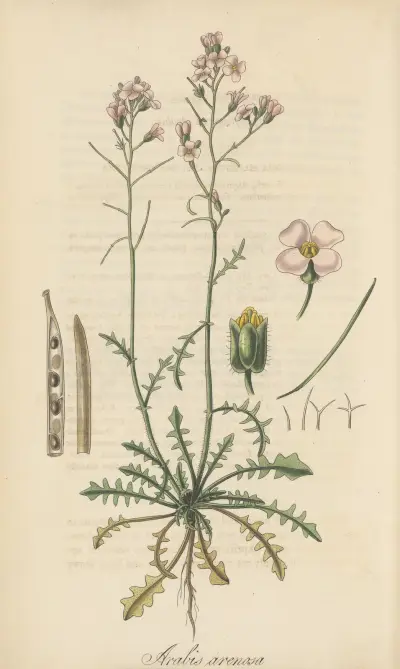 Arabis arenosa von William Jackson Hooker
