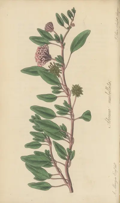 Arbronia umbellata av William Jackson Hooker