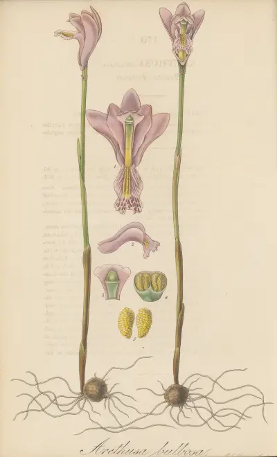 Arethusa bulbosa, William Jackson Hooker