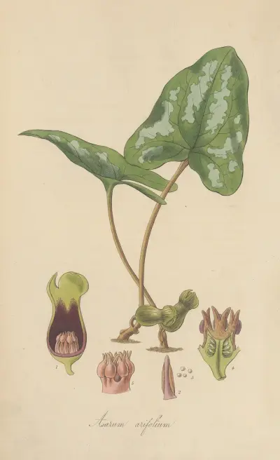 Asarum arifolium, William Jackson Hooker