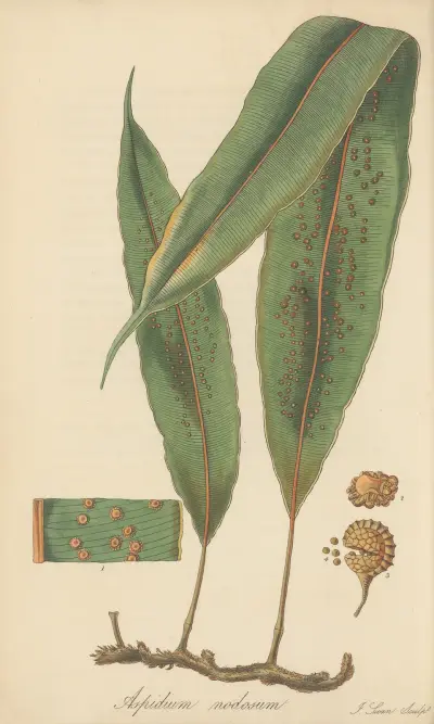Aspidium nodosum, William Jackson Hooker