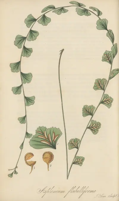 Asplenium flabelliforme av William Jackson Hooker
