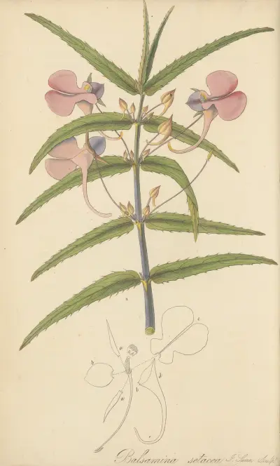 Balsamina setacea, William Jackson Hooker