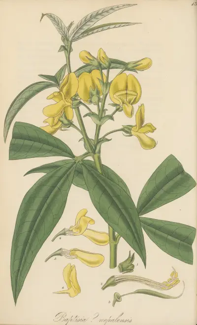 Baptisia nepalensis, William Jackson Hooker