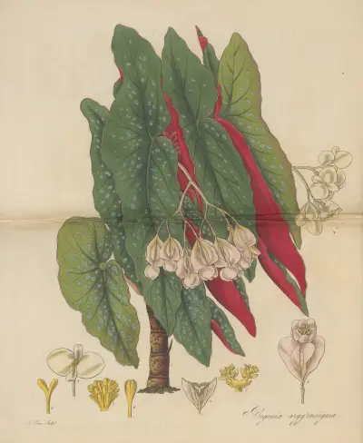 Begonia argyrostigma, William Jackson Hooker