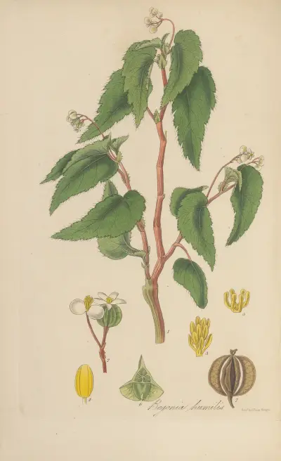 Begonia humilis, William Jackson Hooker