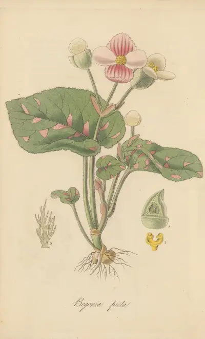 Begonia picta, William Jackson Hooker