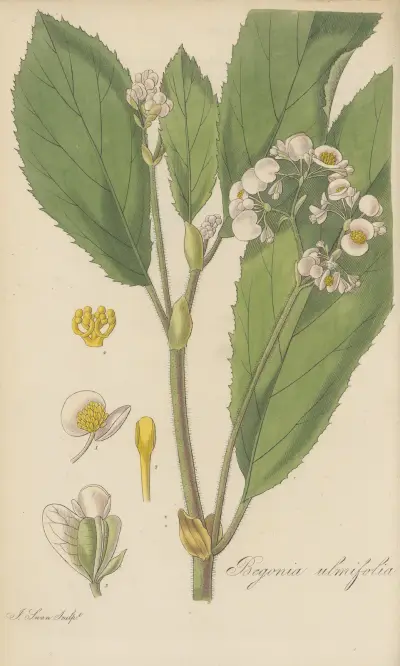 Begonia ulmifolia av William Jackson Hooker