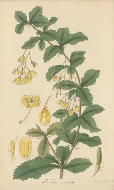 Berberis aristata, William Jackson Hooker