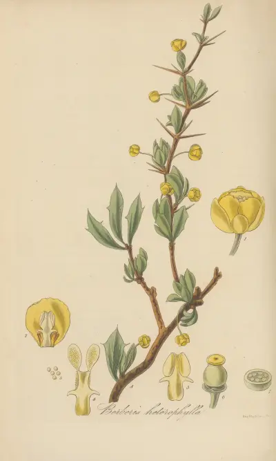 Berberis heterophylla av William Jackson Hooker