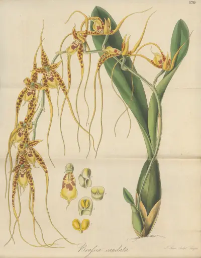 Brassia caudata, William Jackson Hooker