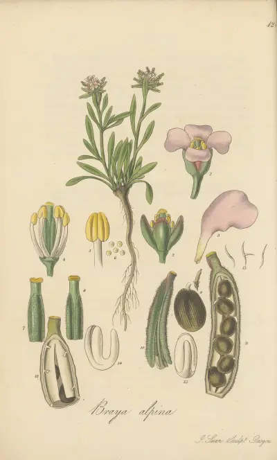 Braya alpina, William Jackson Hooker