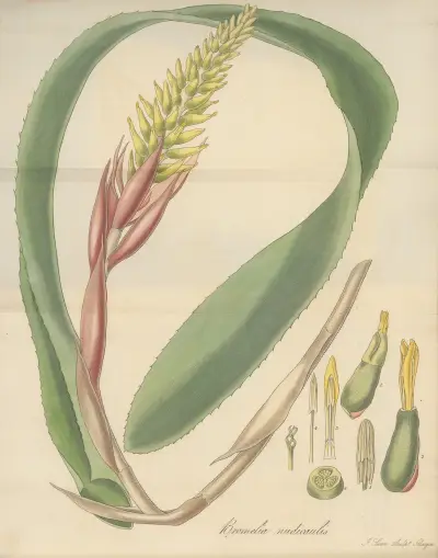 Bromelia nudicaulis, William Jackson Hooker