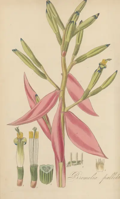 Bromelia pallida, 1823 – Nr. 1, William Jackson Hooker