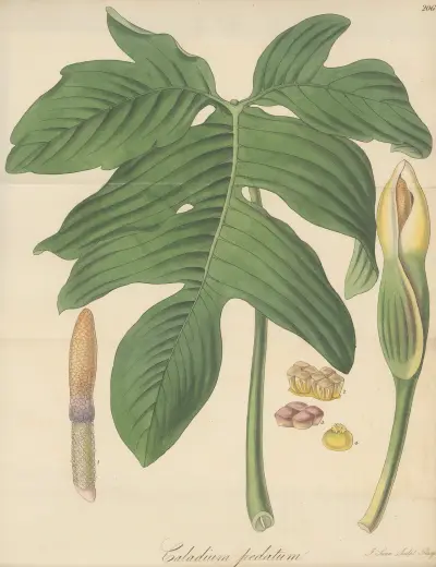 Caladium pedatum, William Jackson Hooker