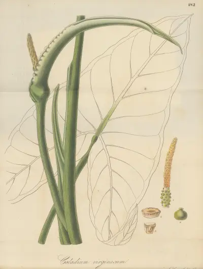 Caladium virginicum, William Jackson Hooker