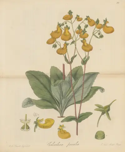 Calceolaria paralia, William Jackson Hooker