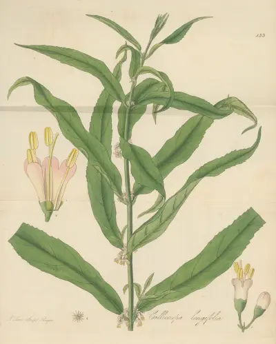 Callicarpa longifolia, William Jackson Hooker