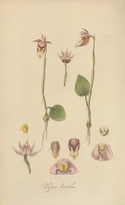 Calypso borealis, William Jackson Hooker